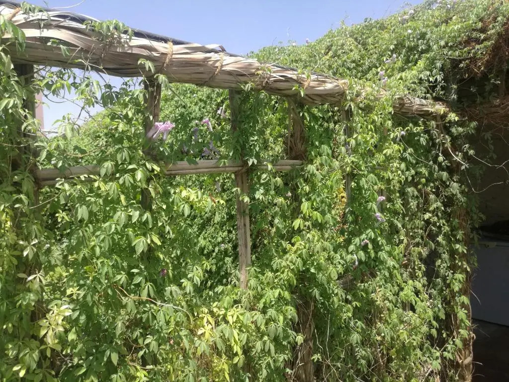Yonis Farm
