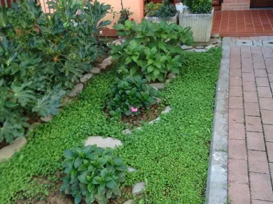 Le Ortensie