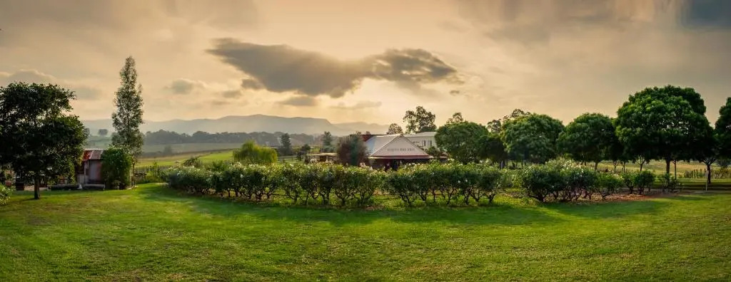 Hanging Tree Wines