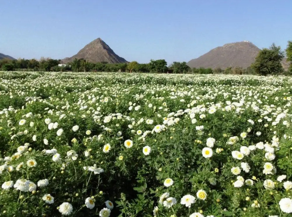 The Pushkar Ramblers Hub