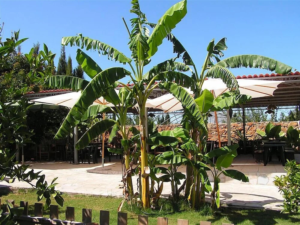 Agave Alghero