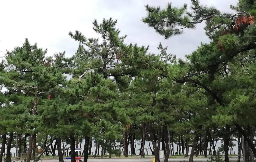 Sacheon Songlim