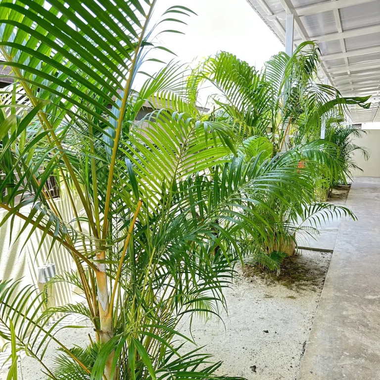 Adina Pool Villa Cenang Langkawi 3B4R