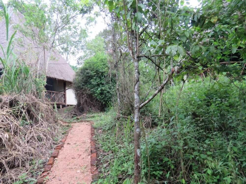 Jungle lodge Kibale