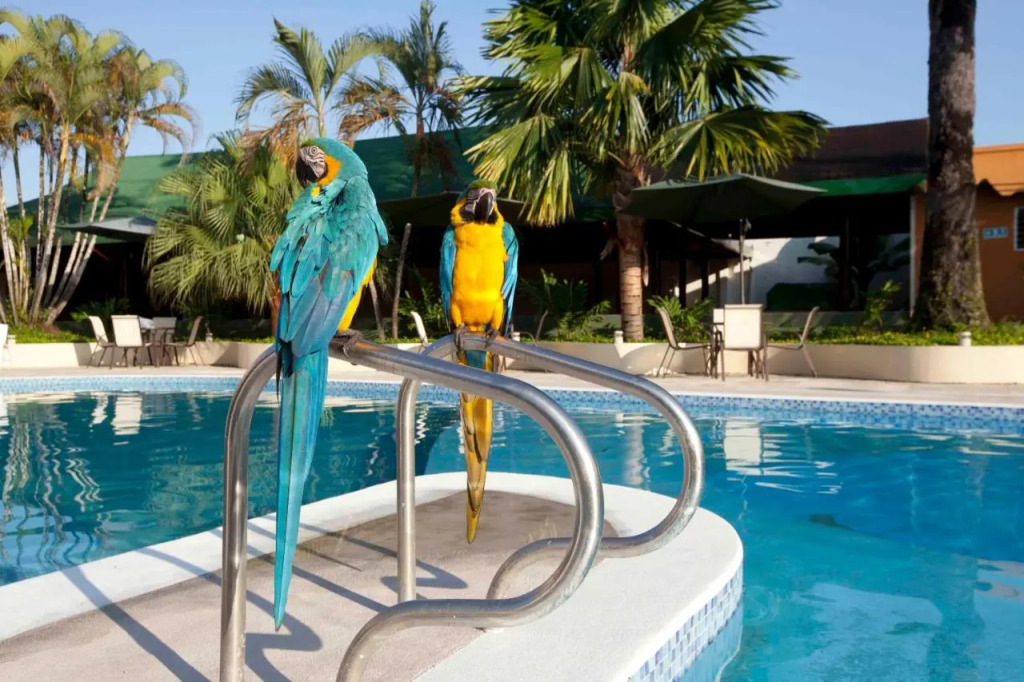 Hotel Anaconda