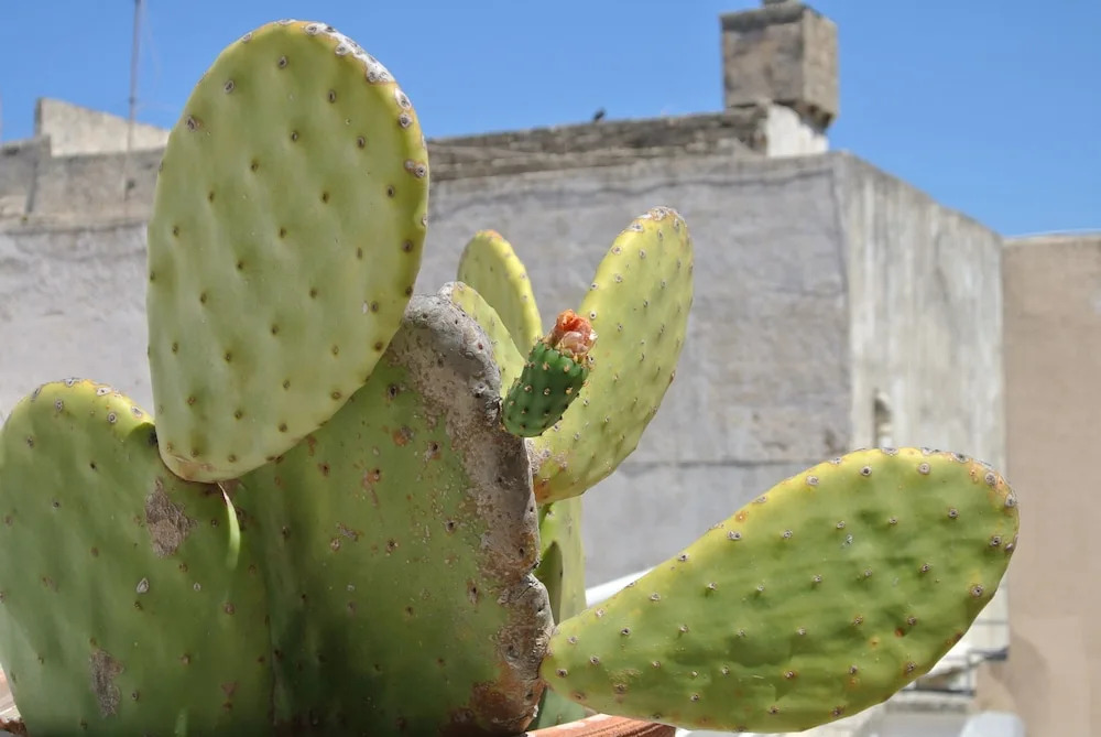 B&B Corte Patitari