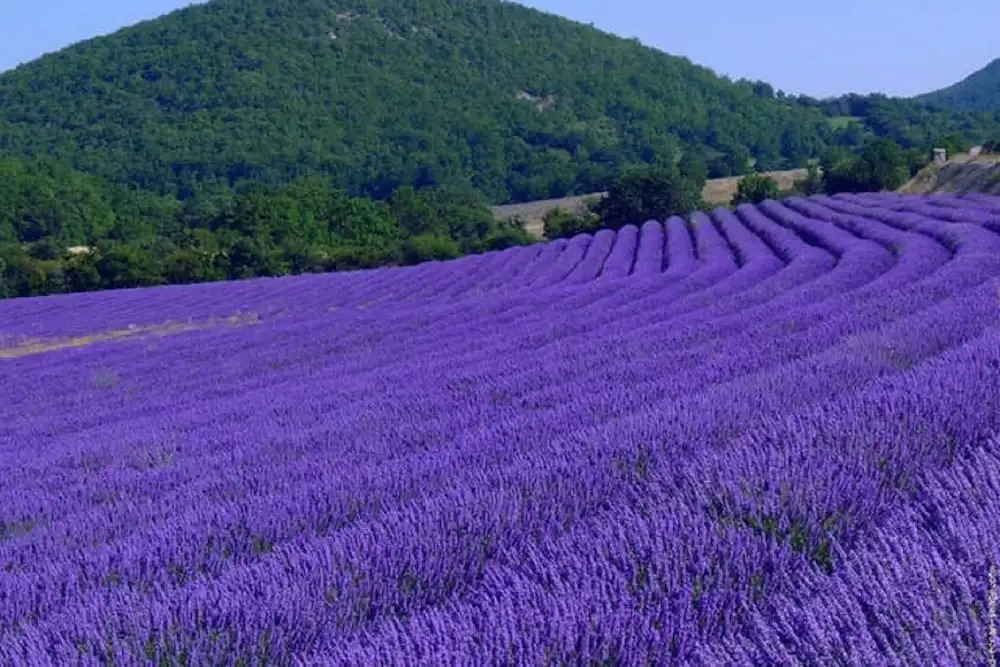 Le Mouleyras