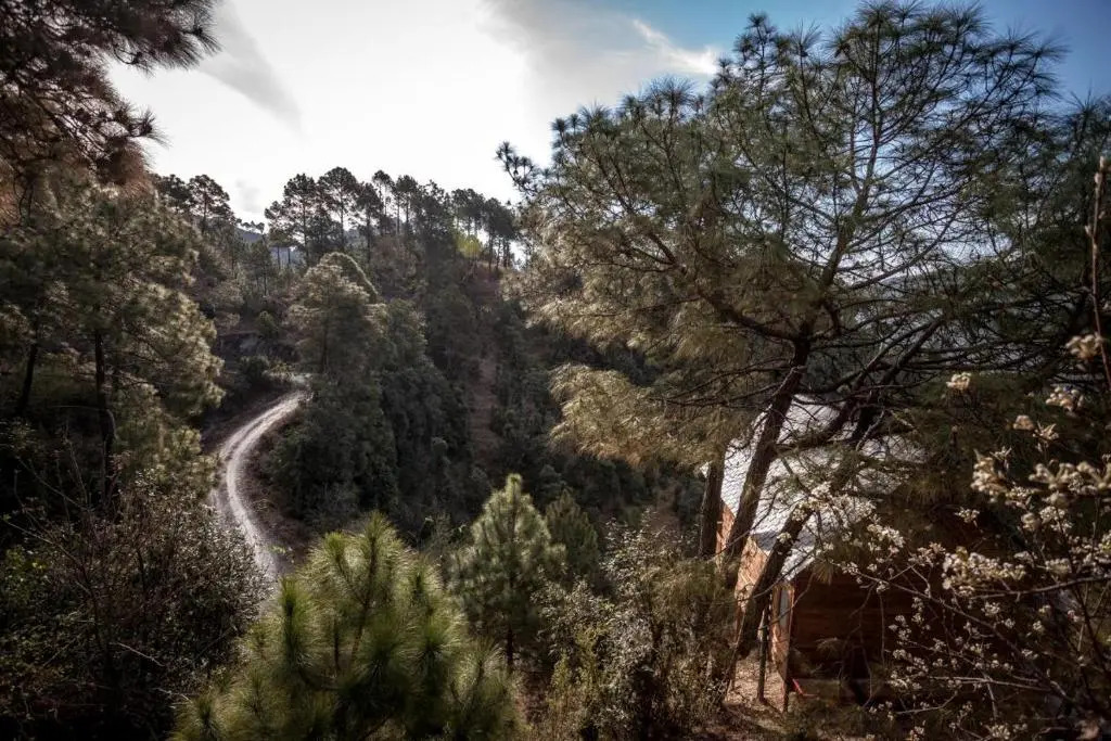 Suro Treehouse Resort