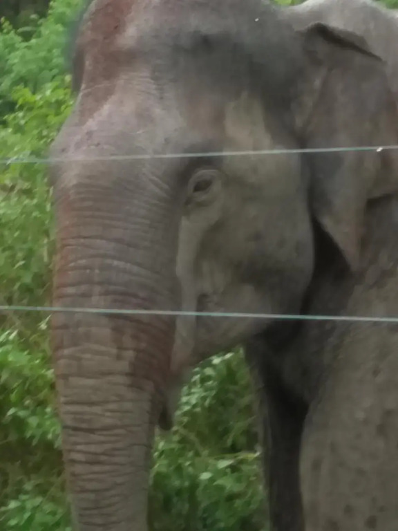 Wildlife & Nature Protection Society Bangalow