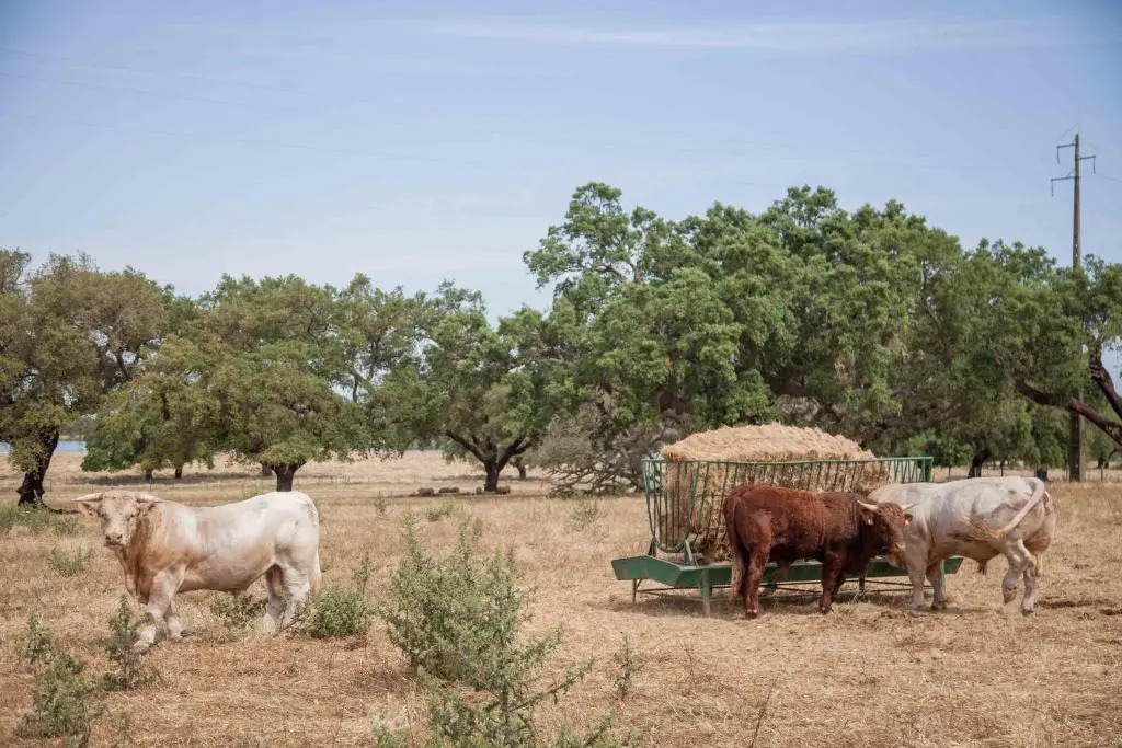Stunning mansion in São Cristóvão