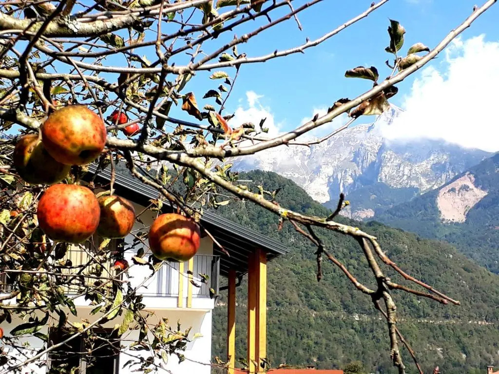 Apartments ALPA VITA