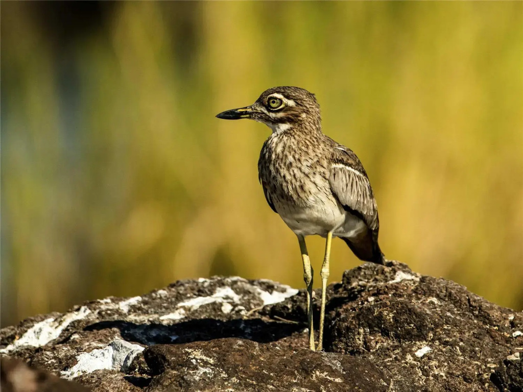 Zambezi Queen by Mantis