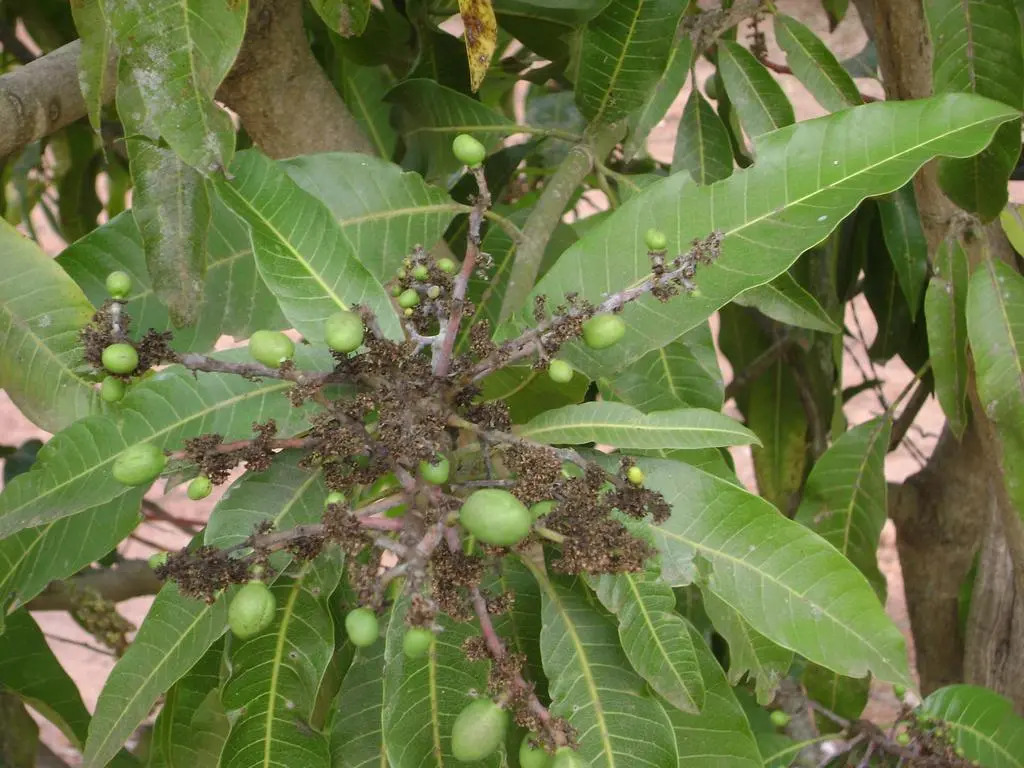 Pousada dos Tucanos