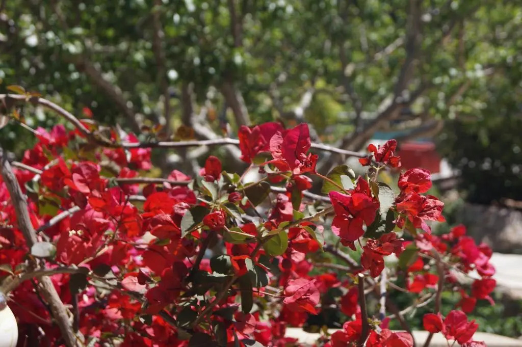 Les Jardins De Santa Giulia - Charmante chambre dhte 2