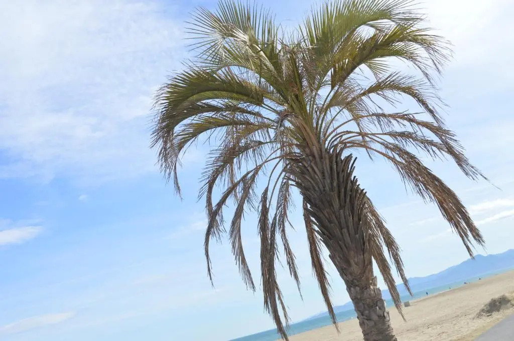 Le Paradis à Canet - Superbe T2 piscine, tennis, climatisation, parking privé