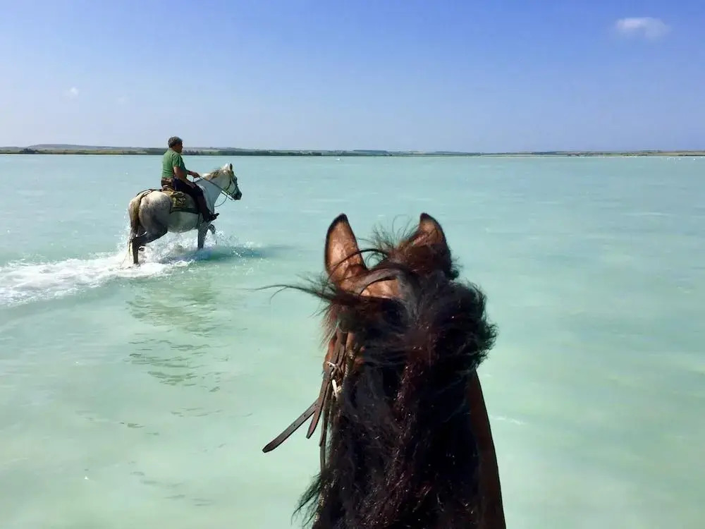 Horse Country Resort Congress & Spa - Hotel Medar