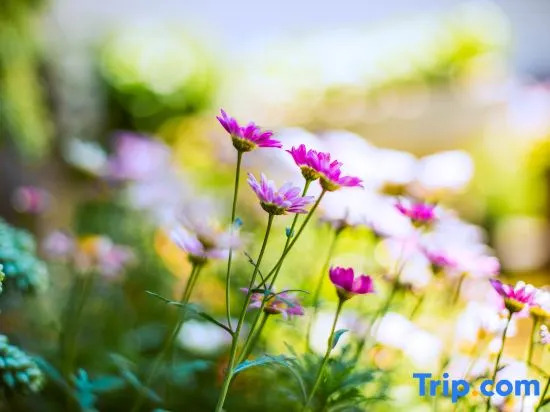 TaiShidi Think House garden