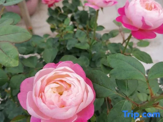 Xiangjingli Homestay