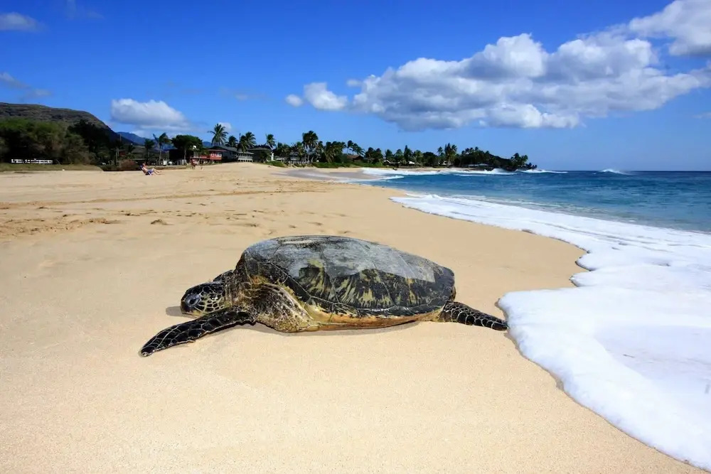 Aloha Breeze by Avantstay Ocean View, Near Beach