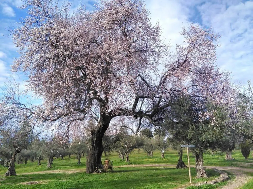 Finca El Azahar
