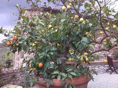 Agriturismo Villa Buoninsegna