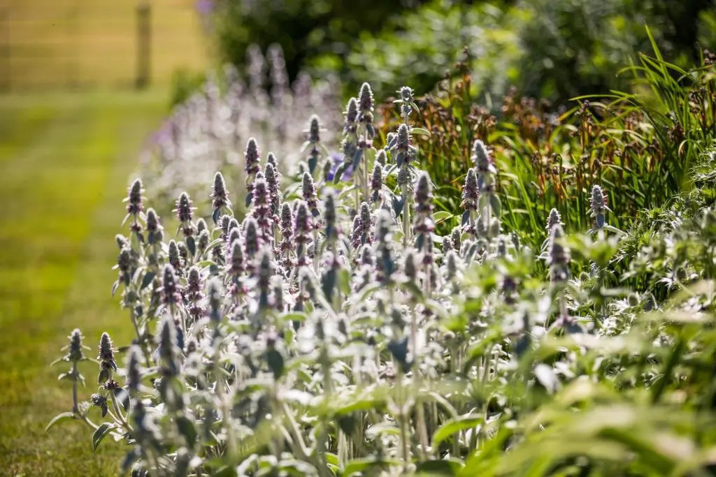 Goldsborough Hall