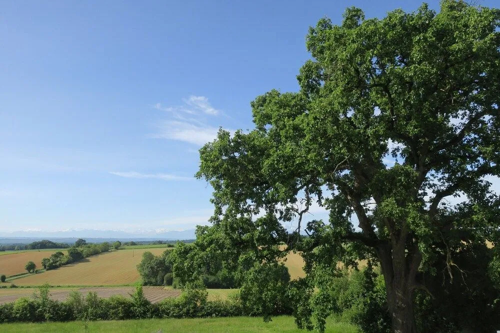 Au Manot