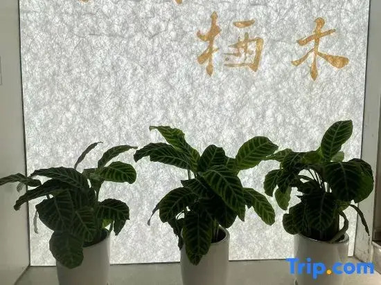 Qinhuai Qimu Homestay