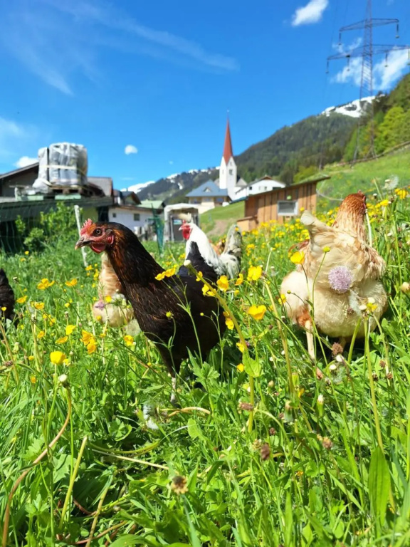 Gsörhof