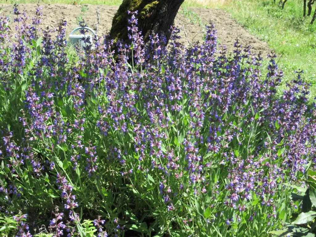 Maison Iris