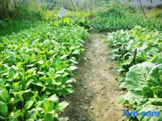 JiuHuaYuXiuLou mingshu
