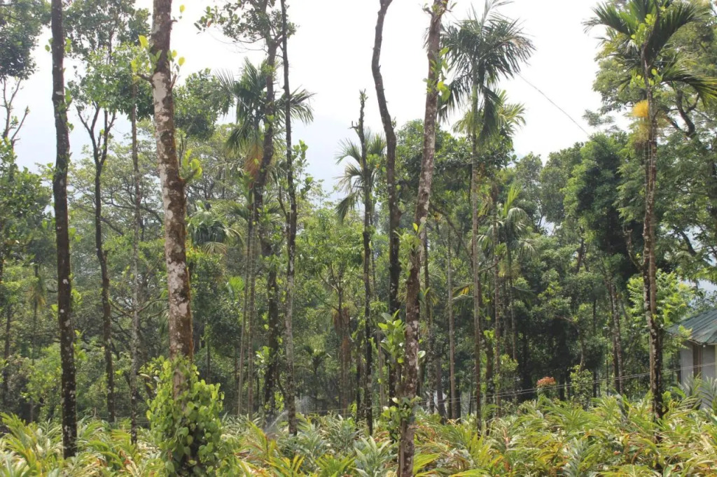 Tree Blanche Resort Munnar