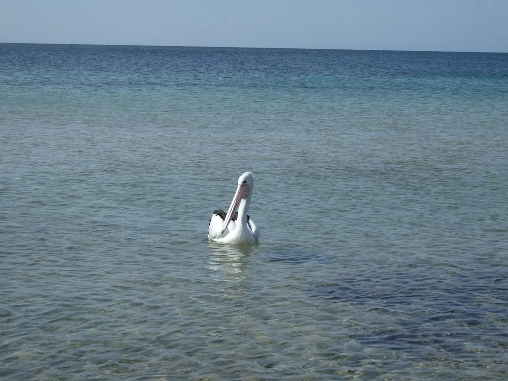 Gilligans Kangaroo Island