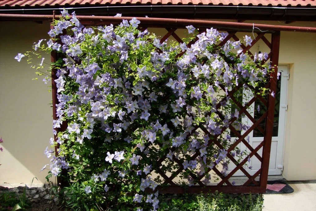 Guest House Meraba