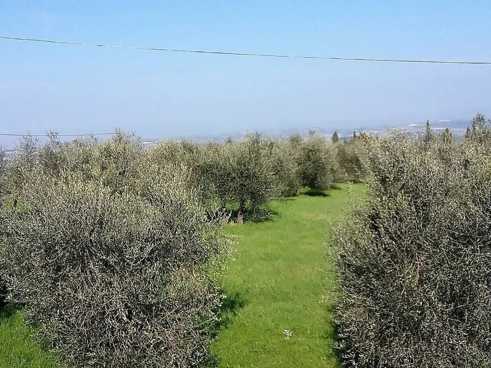 Agriturismo Le Piazze
