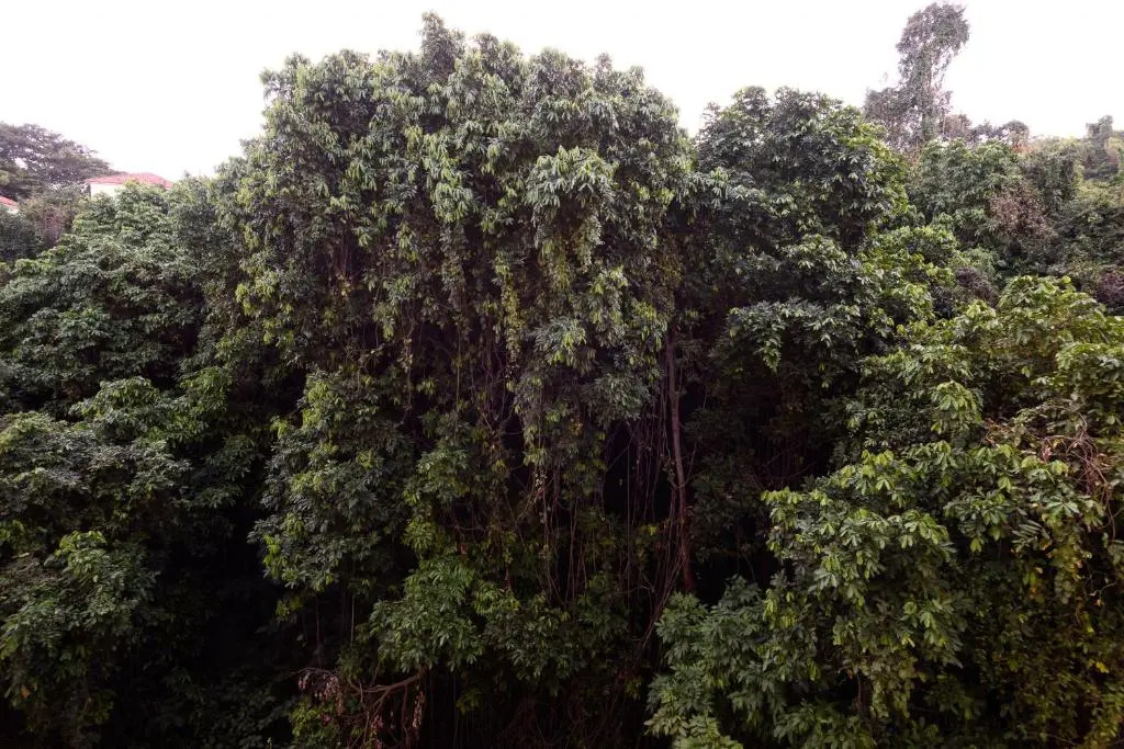 Sossego em Copacabana - Vista arborizada - BR1009 Z4