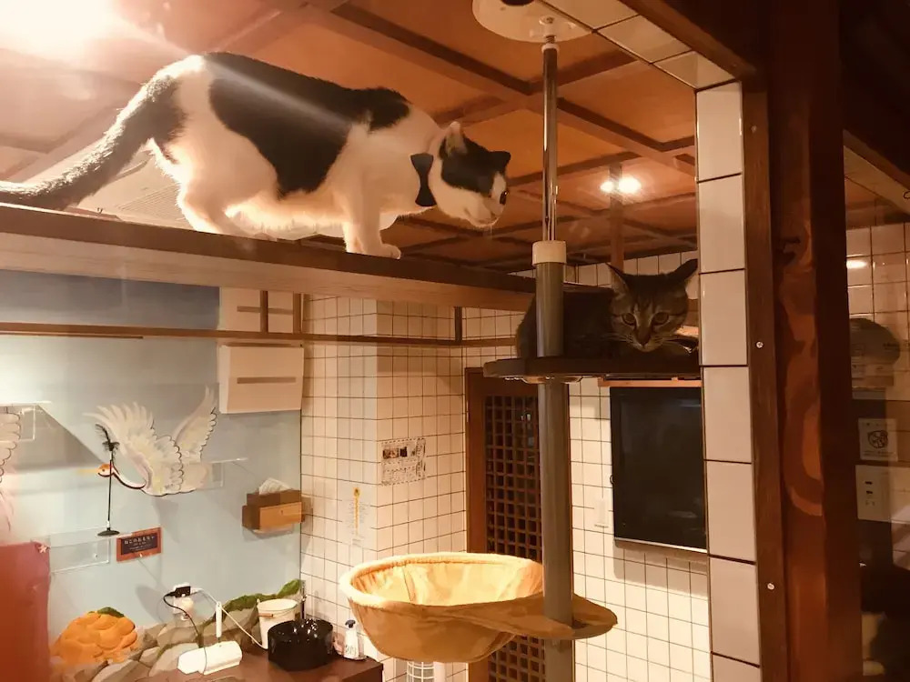 Cat Spa & Cat Ryokan by Neco Republic Osaka