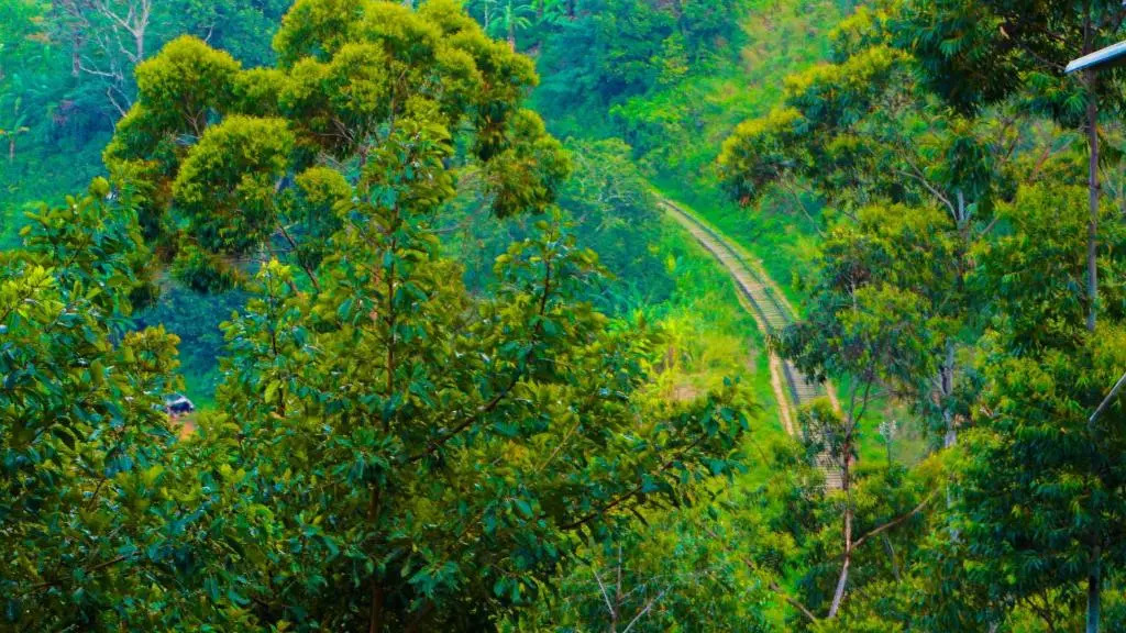 Shining Green View
