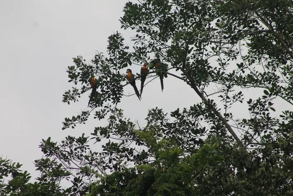 Yaguas Ecolodge