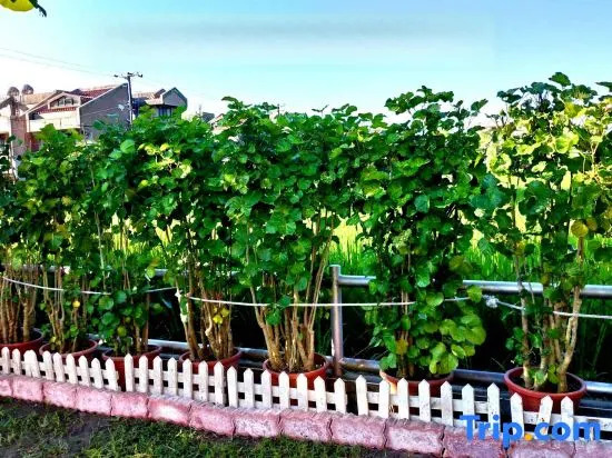 Evergreen Garden House