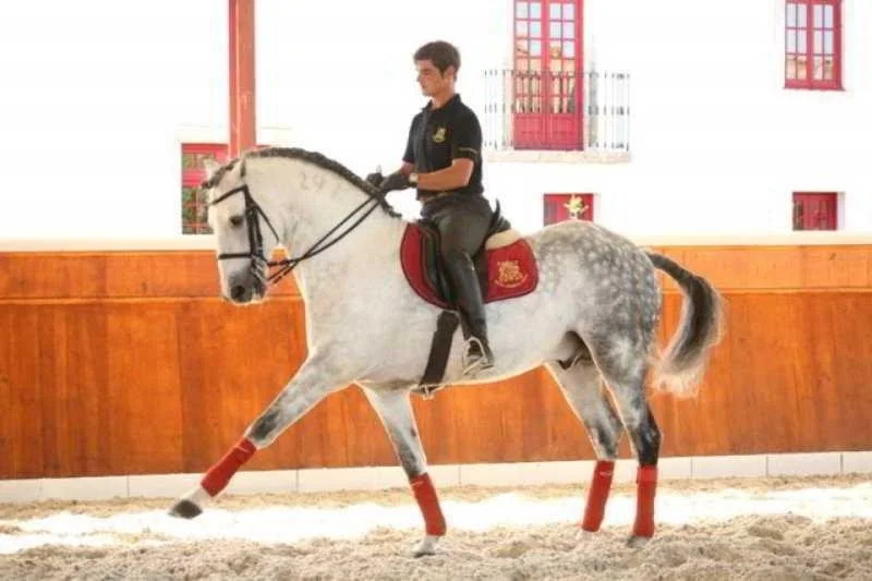 Solar do Espirito Santo - Turismo Equestre