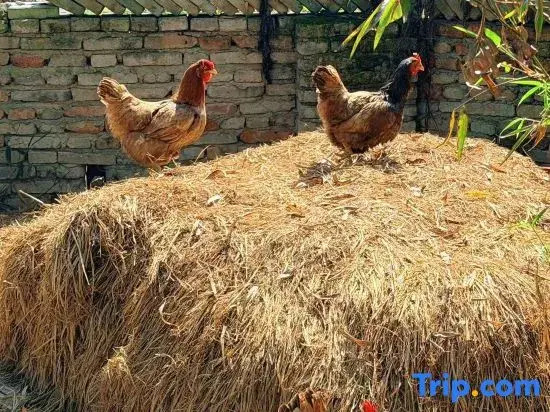 Under Persimmon Trees · Fam&Team Retreat·Pool·Pet Stay (Tonglu OMG Park Branch)