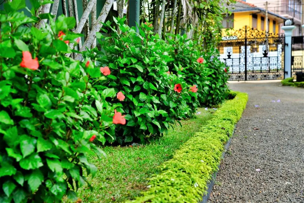 Camellia Dwelling