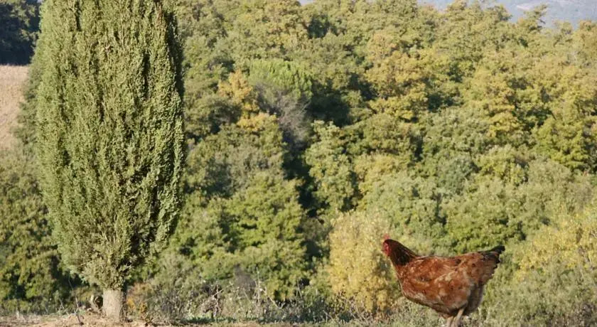 Tenuta Il Casone