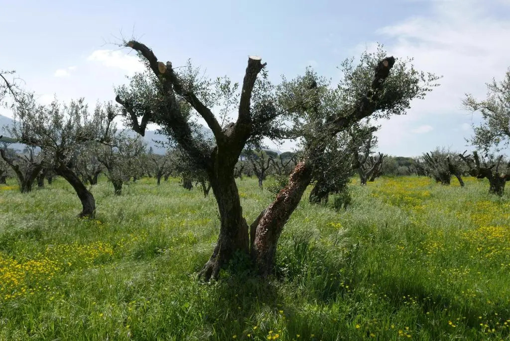 Villa Cavalletti Appartamenti