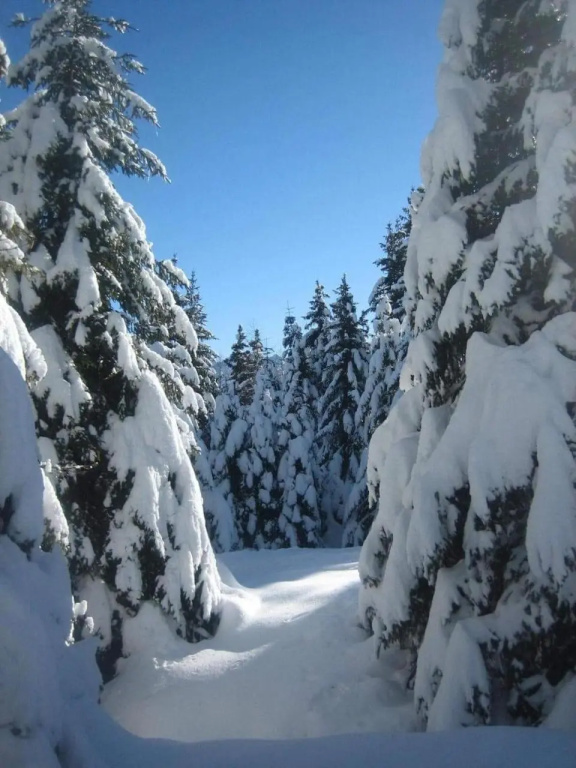 Suite Chalet