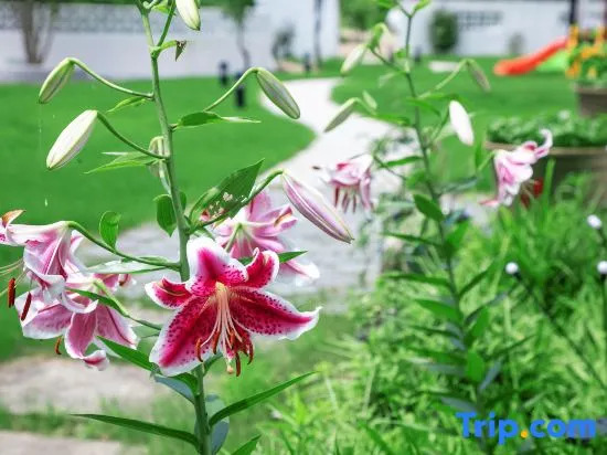 Mogan Mountain Wangxuan Tower Light Luxury Mountain Residence