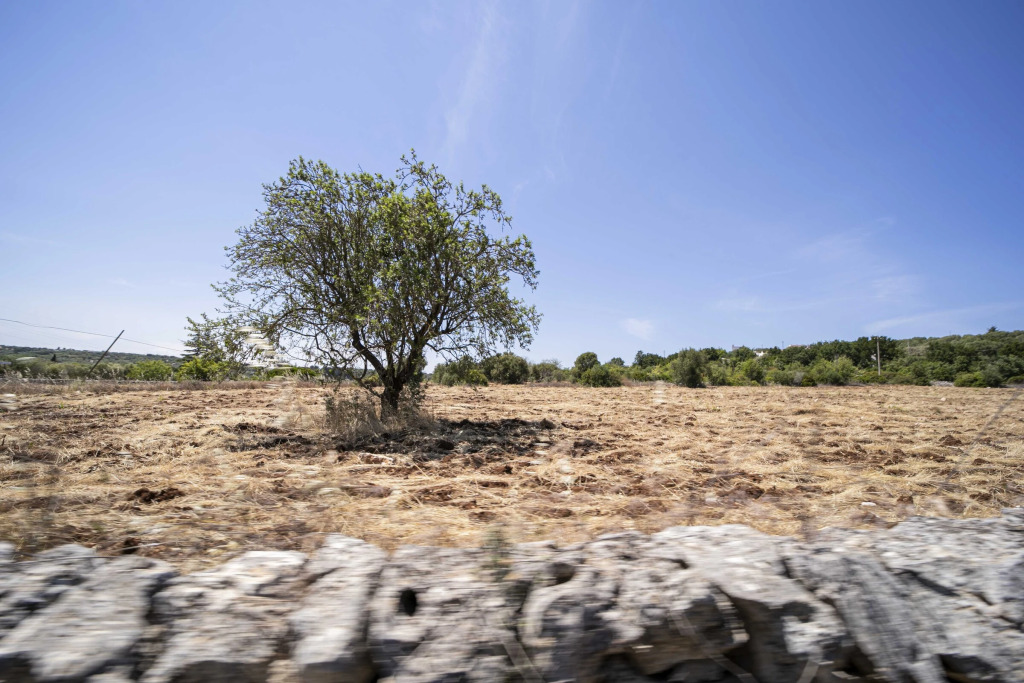 Mediterranea
