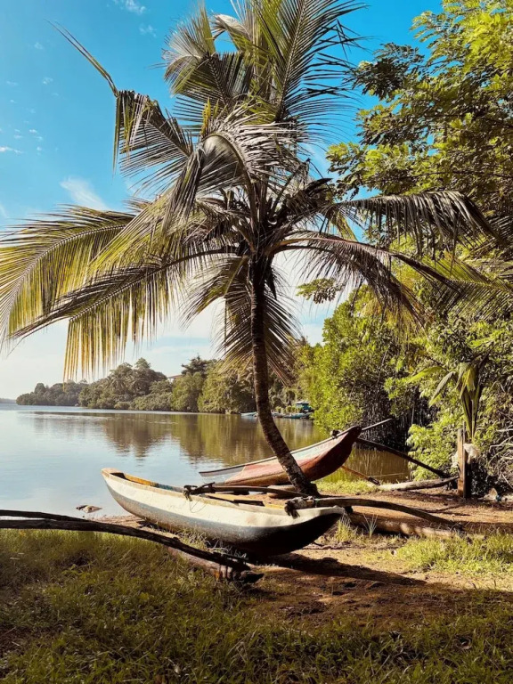 Jungle Breeze