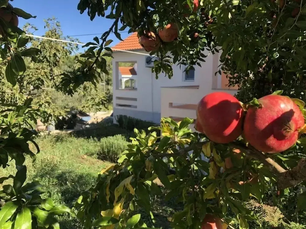 Ružica - 50m From the sea - A1-ruža